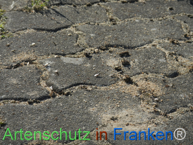 © Artenschutz in Franken® Bild zum Eintrag (1123194-160)