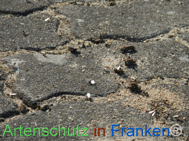 © Artenschutz in Franken® Bild zum Eintrag (1123195-160)