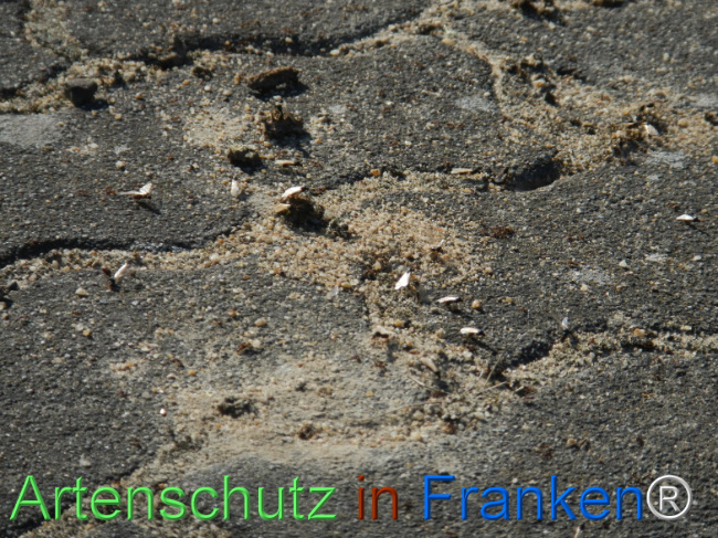 © Artenschutz in Franken® Bild zum Eintrag (1123196-160)