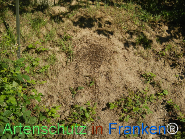 © Artenschutz in Franken® Bild zum Eintrag (1123199-160)