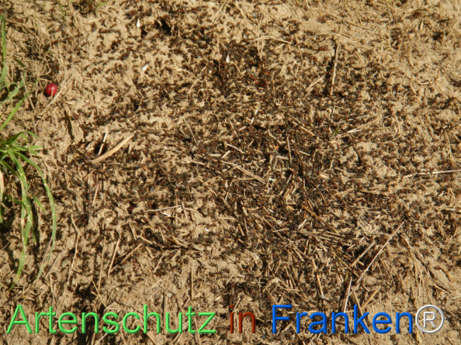 © Artenschutz in Franken® Bild zum Eintrag (1123200-160)