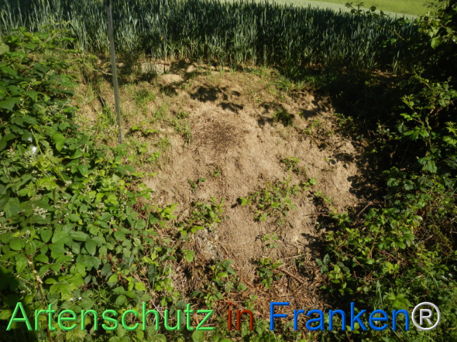 © Artenschutz in Franken® Bild zum Eintrag (1123202-160)