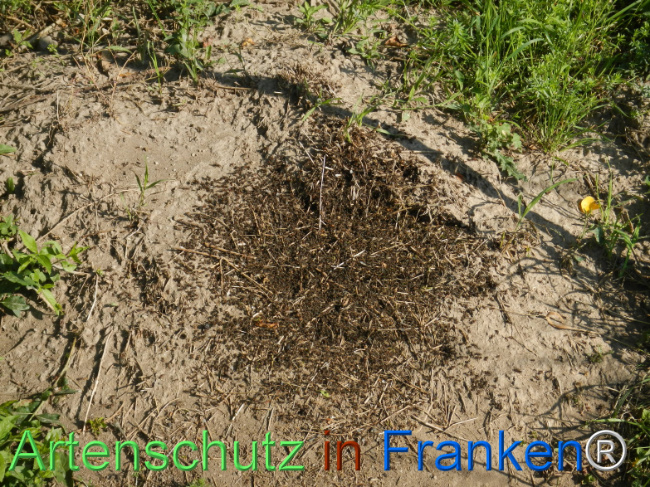 © Artenschutz in Franken® Bild zum Eintrag (1123206-160)