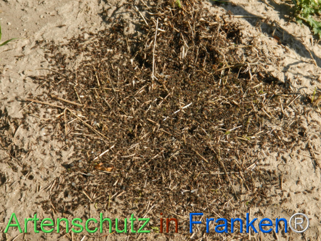 © Artenschutz in Franken® Bild zum Eintrag (1123207-160)