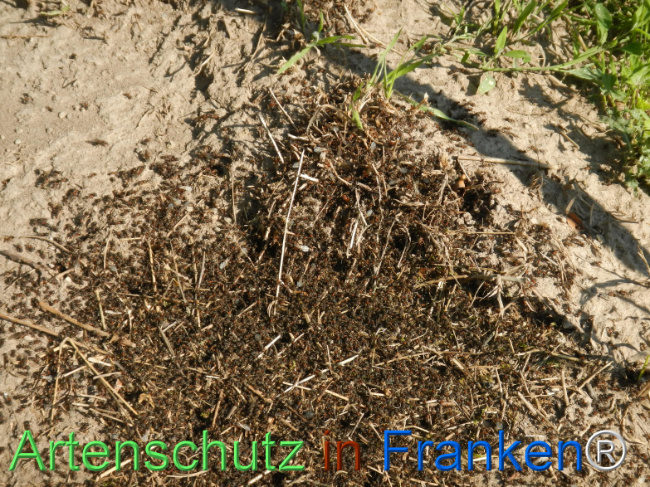 © Artenschutz in Franken® Bild zum Eintrag (1123208-160)