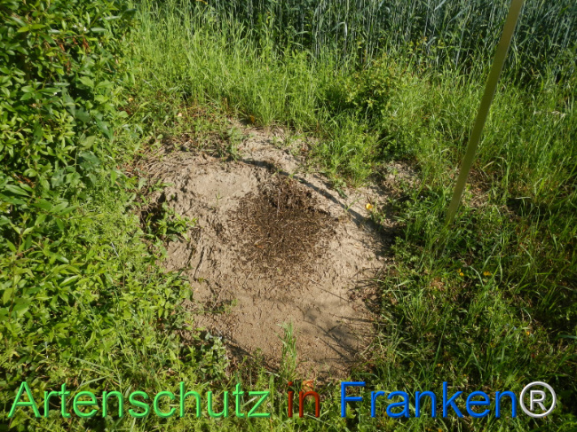 © Artenschutz in Franken® Bild zum Eintrag (1123209-160)