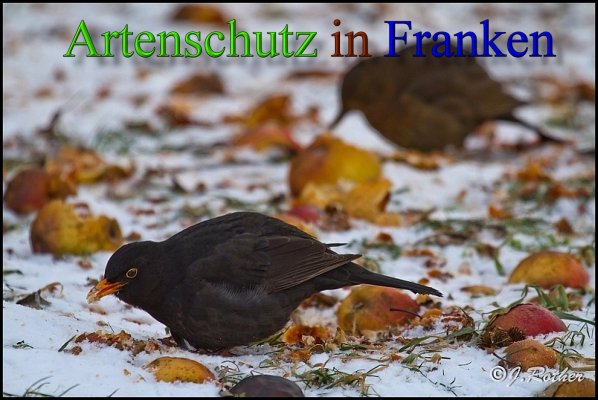 Copyright AiS-Johannes Rother Bild zum Eintrag (1123329-160)
