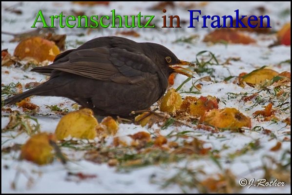 Copyright AiS-Johannes Rother Bild zum Eintrag (1123330-160)