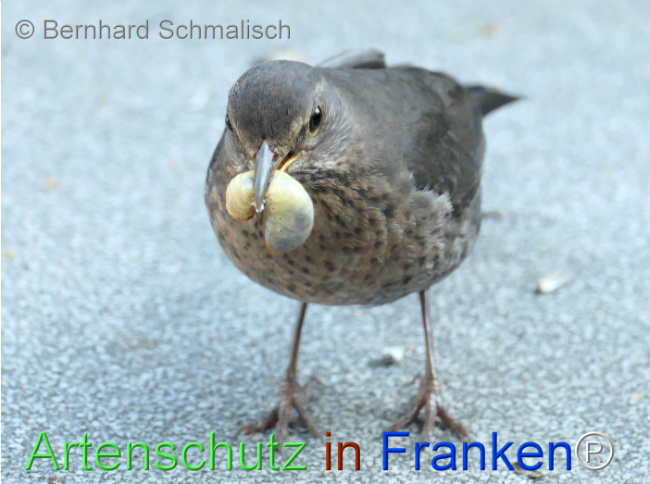 © Artenschutz in Franken® / Bernhard Schmalisch Bild zum Eintrag (1123334-160)