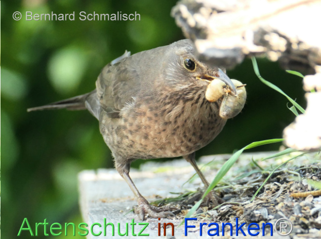 © Artenschutz in Franken® / Bernhard Schmalisch Bild zum Eintrag (1123335-160)