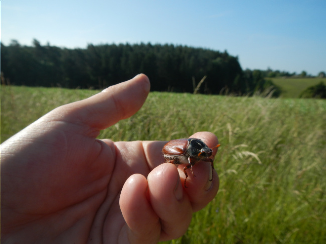 © Artenschutz in Franken® Bild zum Eintrag (1123338-160)