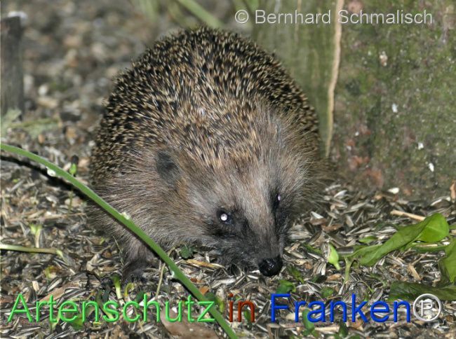 © Artenschutz in Franken® / Bernhard Schmalisch Bild zum Eintrag (1123560-160)