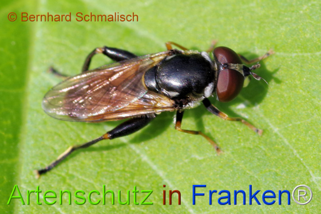 © Artenschutz in Franken® / Bernhard Schmalisch Bild zum Eintrag (1123803-160)