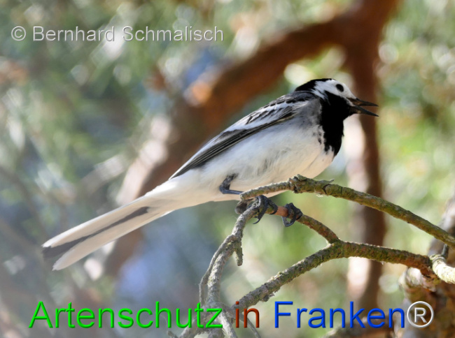 © Artenschutz in Franken® / Bernhard Schmalisch Bild zum Eintrag (1124003-160)