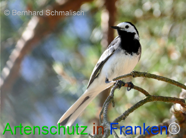 © Artenschutz in Franken® / Bernhard Schmalisch Bild zum Eintrag (1124004-160)