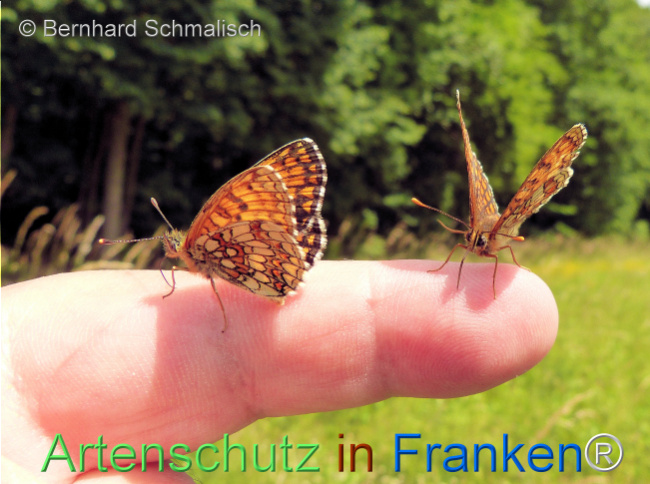 © Artenschutz in Franken® / Bernhard Schmalisch Bild zum Eintrag (1124583-160)