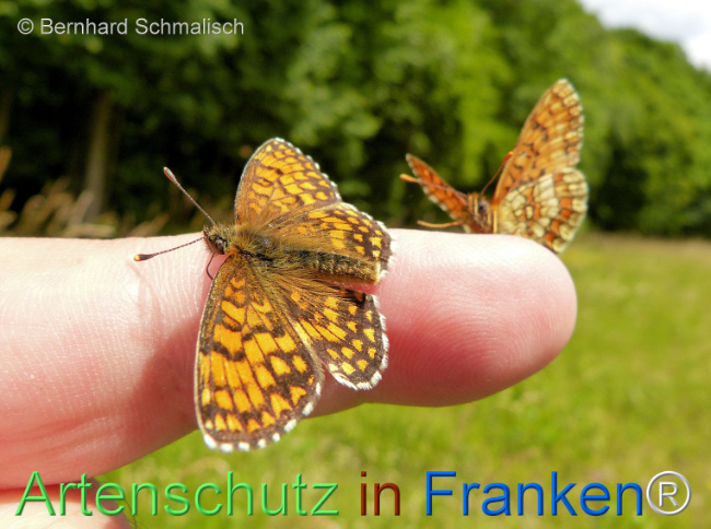 © Artenschutz in Franken® / Bernhard Schmalisch Bild zum Eintrag (1124584-160)