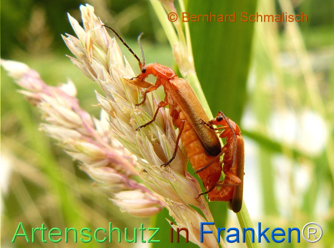 © Artenschutz in Franken® / Bernhard Schmalisch Bild zum Eintrag (1124757-160)
