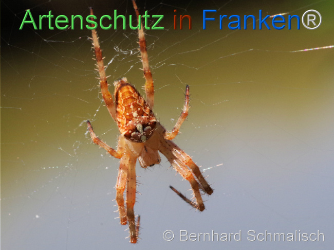 Bild zum Eintrag (1125164-160)