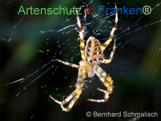 Bild zum Eintrag (1125167-160)