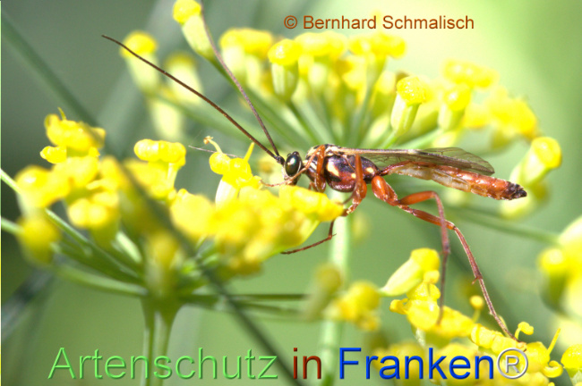 © Artenschutz in Franken® / Bernhard Schmalisch Bild zum Eintrag (1125241-160)