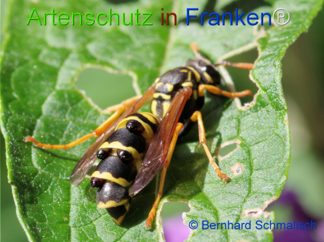 Bild zum Eintrag (1125362-160)