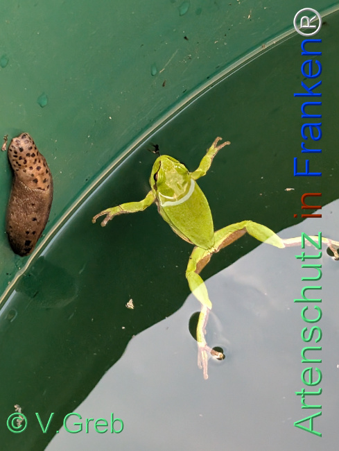 © Artenschutz in Franken® Bild zum Eintrag (1125542-160)