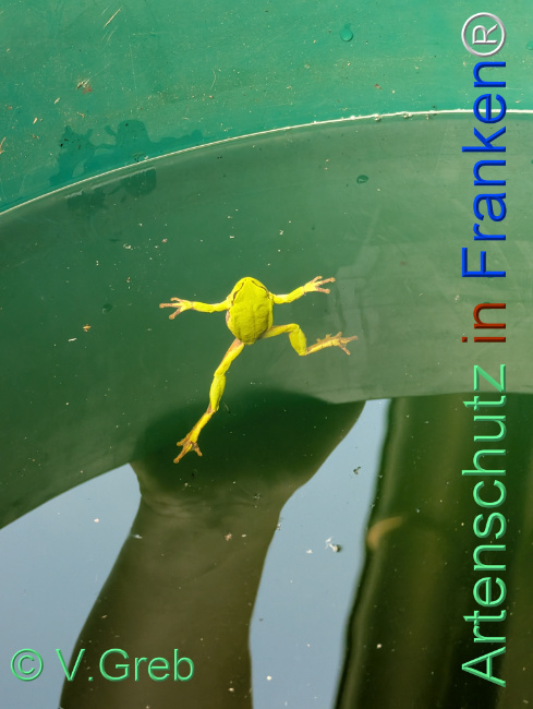 © Artenschutz in Franken® Bild zum Eintrag (1125543-160)