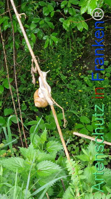 © Artenschutz in Franken® Bild zum Eintrag (1125564-160)