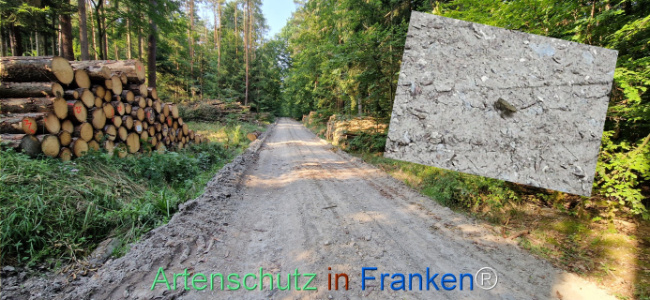 Bild zum Eintrag (1125594-160)