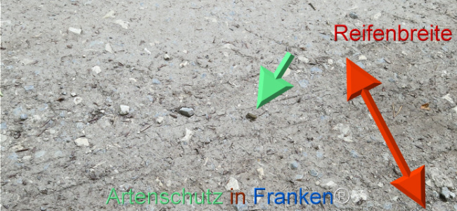 Bild zum Eintrag (1125596-160)