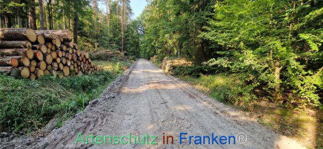 Bild zum Eintrag (1125599-160)