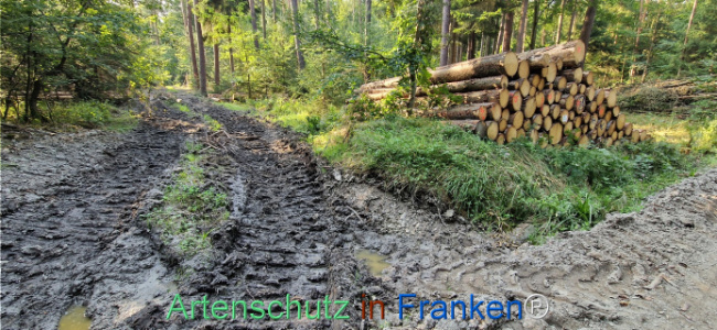 Bild zum Eintrag (1125603-160)