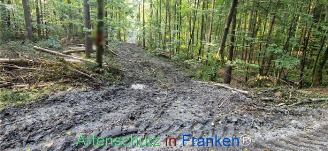 Bild zum Eintrag (1125604-160)