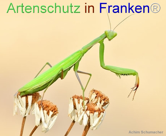 Bild zum Eintrag (1125693-160)
