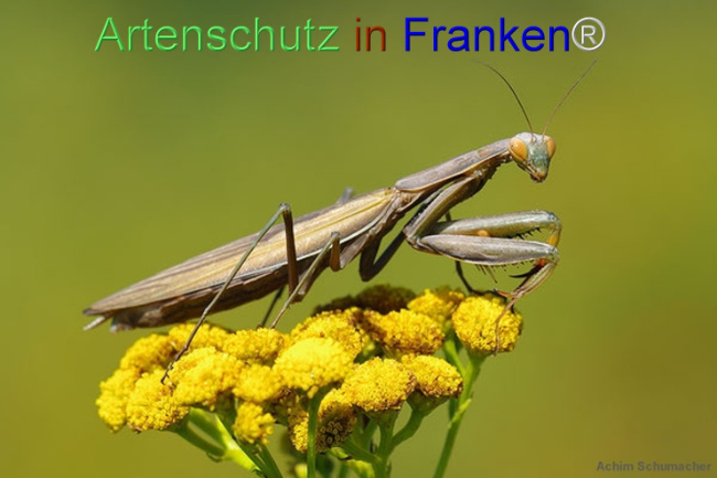 Bild zum Eintrag (1125694-160)