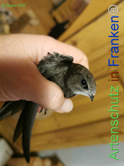 © Artenschutz in Franken® / Mario Will Bild zum Eintrag (1125747-160)