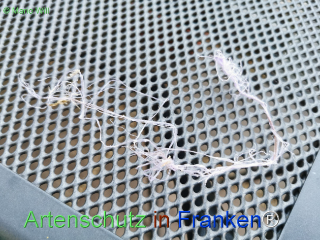 © Artenschutz in Franken® / Mario Will Bild zum Eintrag (1125748-160)