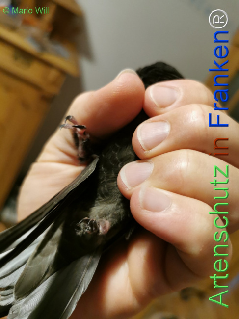© Artenschutz in Franken® / Mario Will Bild zum Eintrag (1125749-160)
