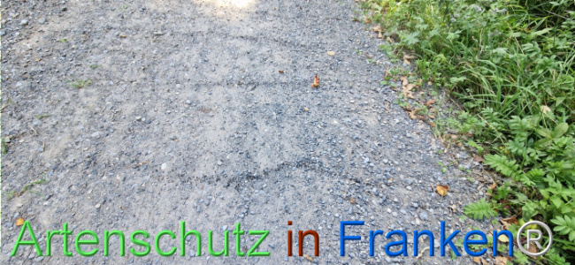 Bild zum Eintrag (1125800-160)