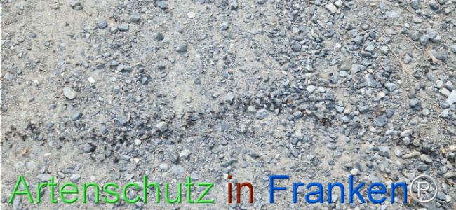 Bild zum Eintrag (1125801-160)