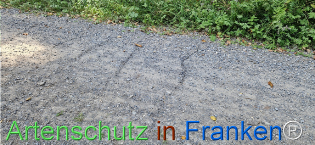 Bild zum Eintrag (1125802-160)