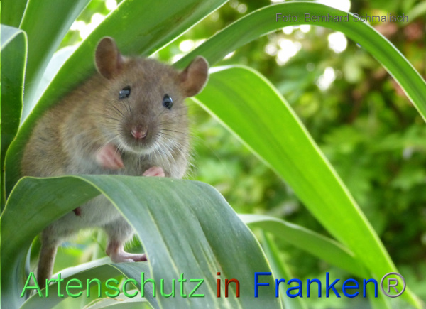 Copyright AiF / Bernhard Schmalisch Bild zum Eintrag (1125855-160)