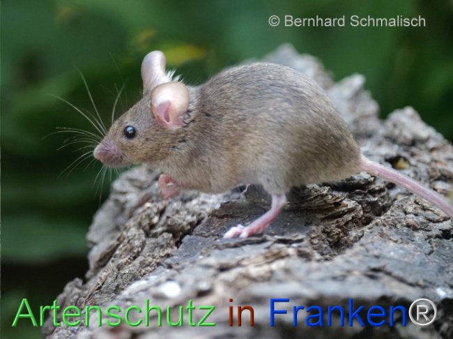 © Artenschutz in Franken® / Bernhard Schmalisch Bild zum Eintrag (1125858-160)