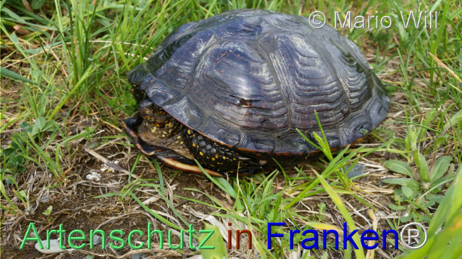 © Artenschutz in Franken® / Mario Will Bild zum Eintrag (1126048-160)