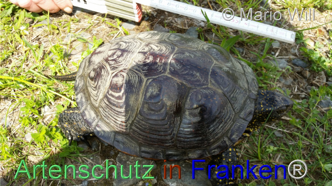 © Artenschutz in Franken® / Mario Will Bild zum Eintrag (1126049-160)