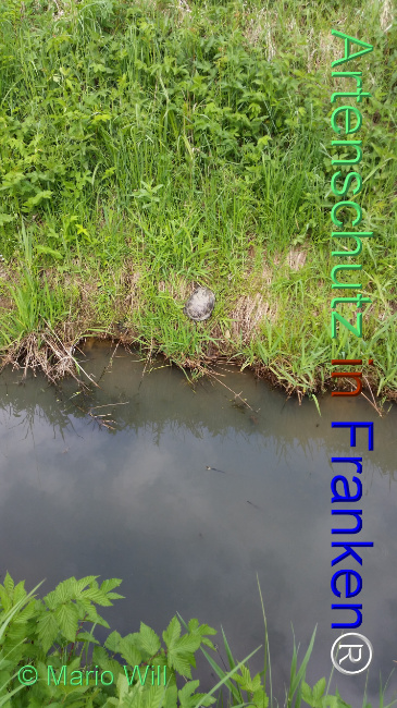 © Artenschutz in Franken® / Mario Will Bild zum Eintrag (1126054-160)