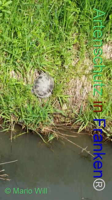 © Artenschutz in Franken® / Mario Will Bild zum Eintrag (1126055-160)