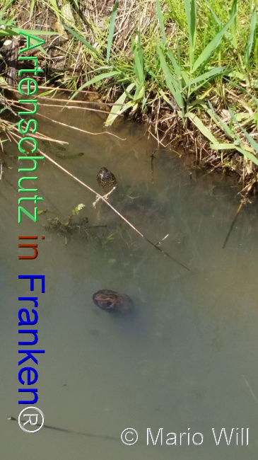 © Artenschutz in Franken® / Mario Will Bild zum Eintrag (1126056-160)