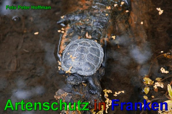 Copyright AiS - Peter Hoffmann Bild zum Eintrag (1126057-160)